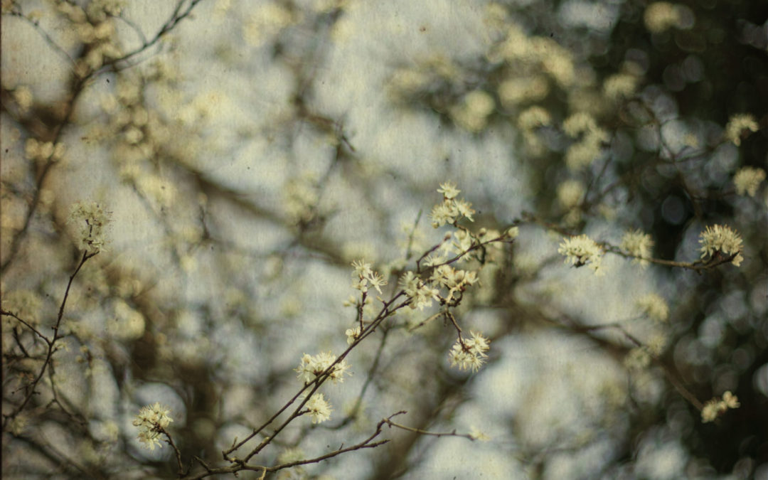 Let a Thousand Livestreams Bloom!