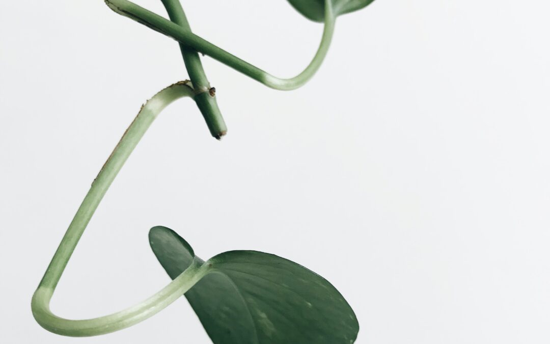 Called to Flourish?