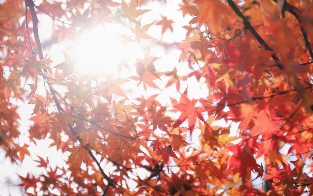 My Annual Post About The Fall Foliage