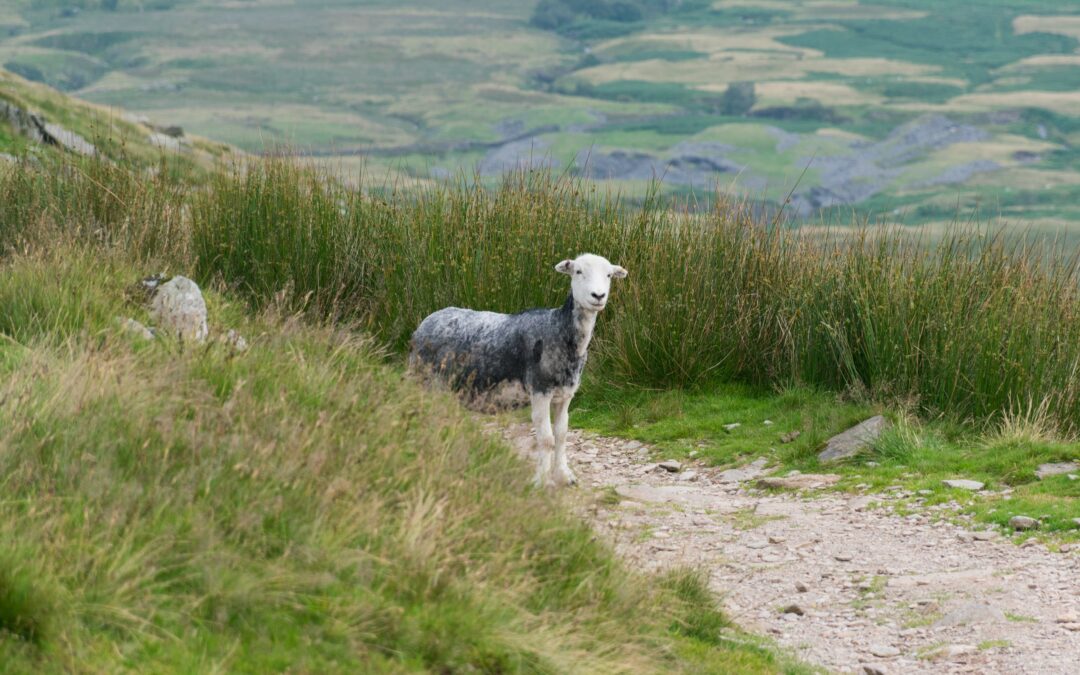 For You Were Straying Like Sheep