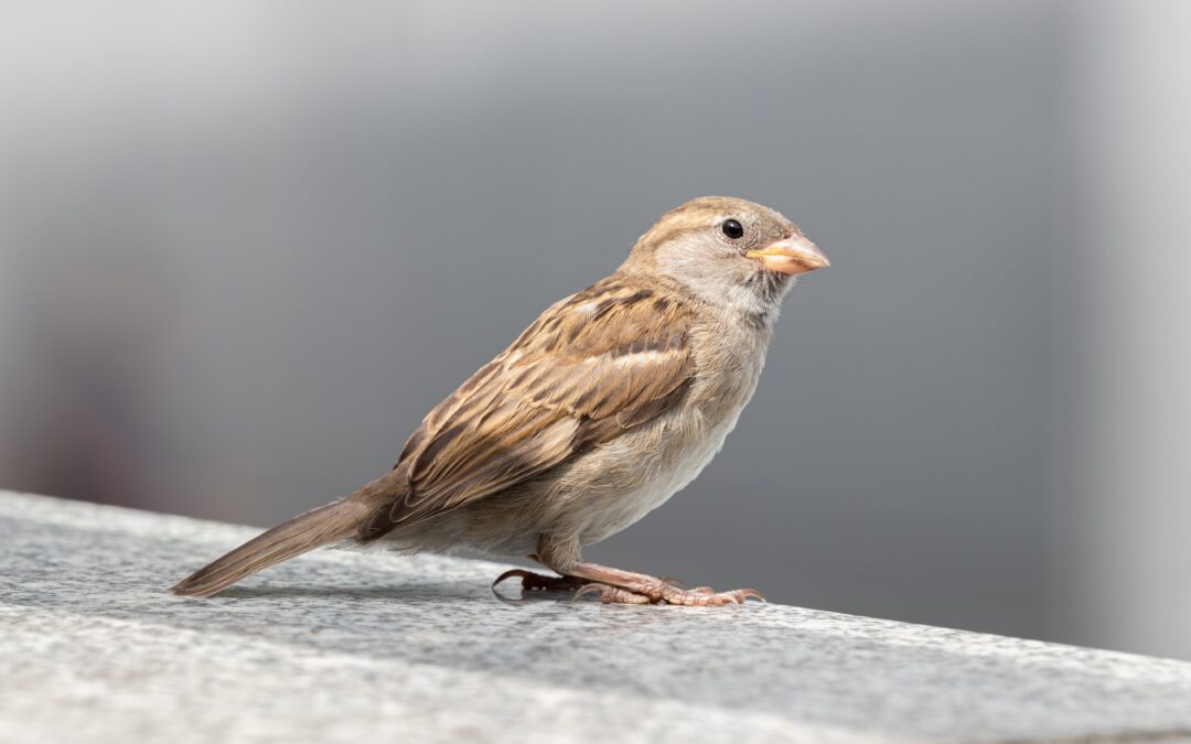 The Bluebird of Opacity and the Sparrow of Jesus