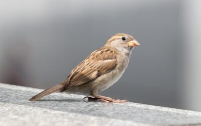The Bluebird of Opacity and the Sparrow of Jesus