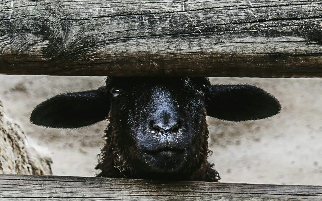 A Tale of Two Lost Sheep